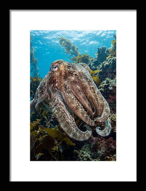 Giant Cuttlefish Encounter