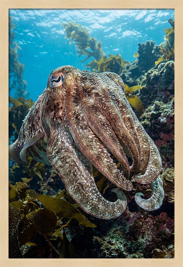 Giant Cuttlefish Encounter