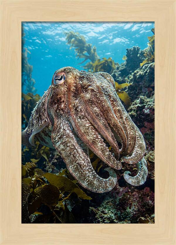 Giant Cuttlefish Encounter