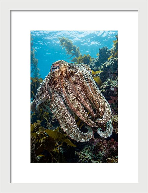 Giant Cuttlefish Encounter