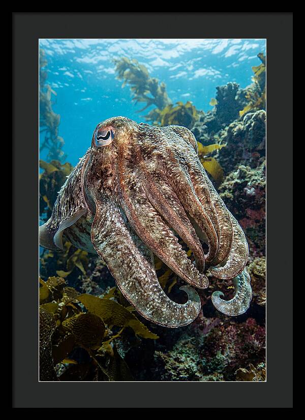 Giant Cuttlefish Encounter