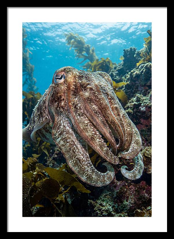Giant Cuttlefish Encounter