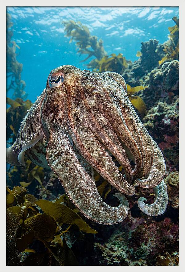 Giant Cuttlefish Encounter