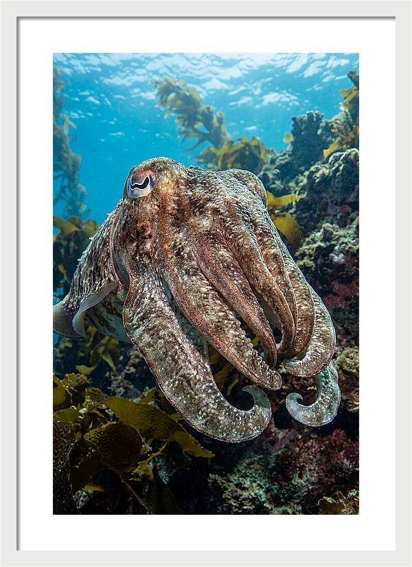 Giant Cuttlefish Encounter