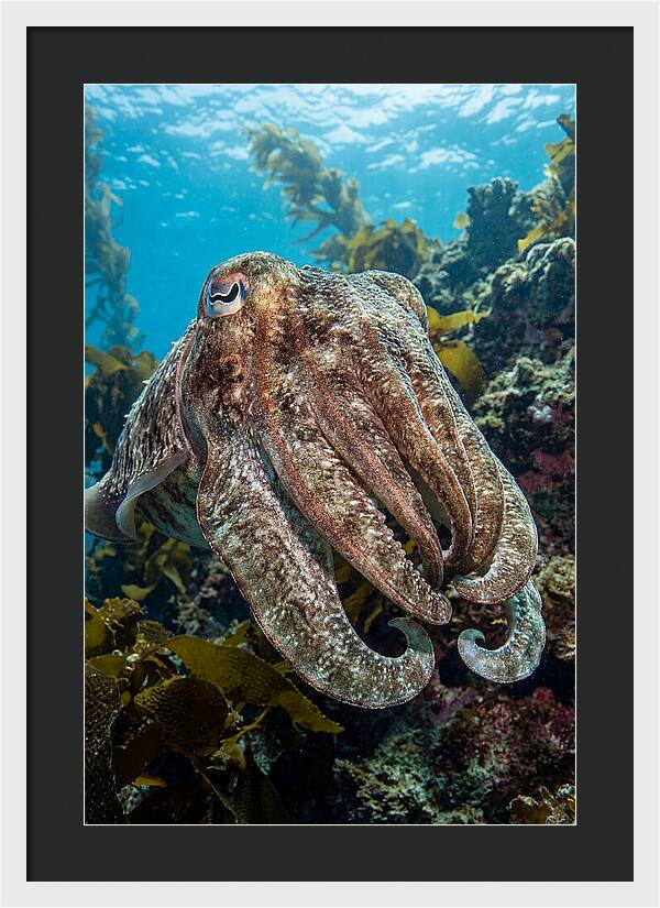 Giant Cuttlefish Encounter