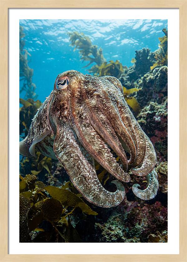 Giant Cuttlefish Encounter