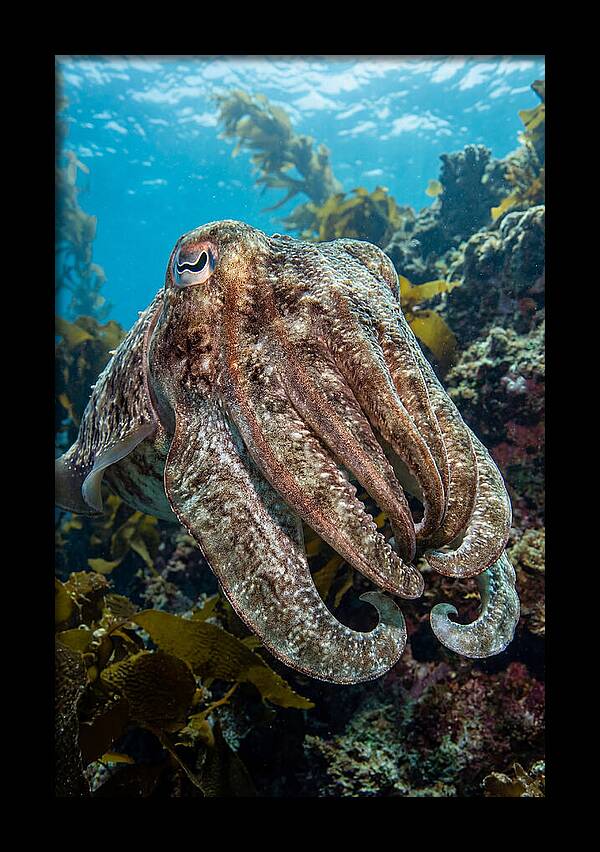 Giant Cuttlefish Encounter