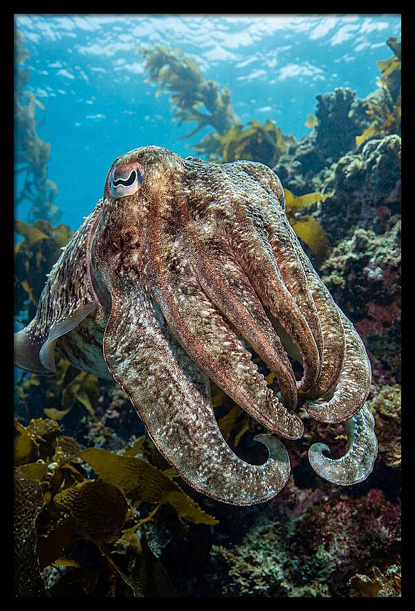 Giant Cuttlefish Encounter