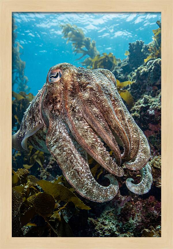 Giant Cuttlefish Encounter