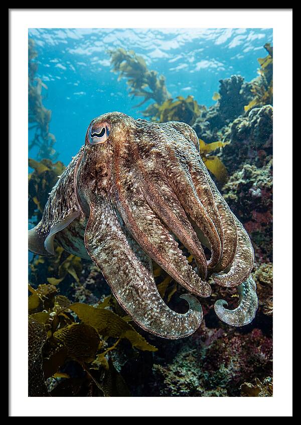 Giant Cuttlefish Encounter