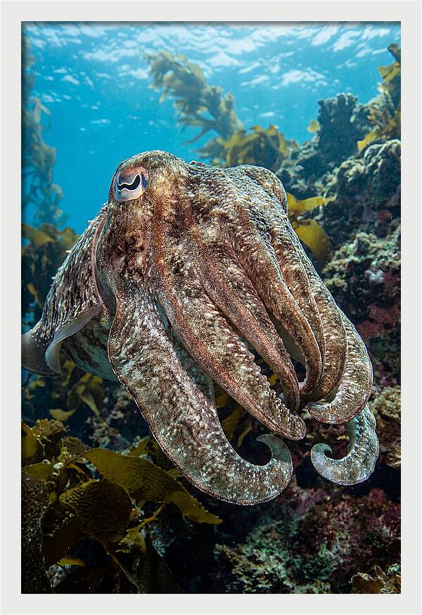 Giant Cuttlefish Encounter