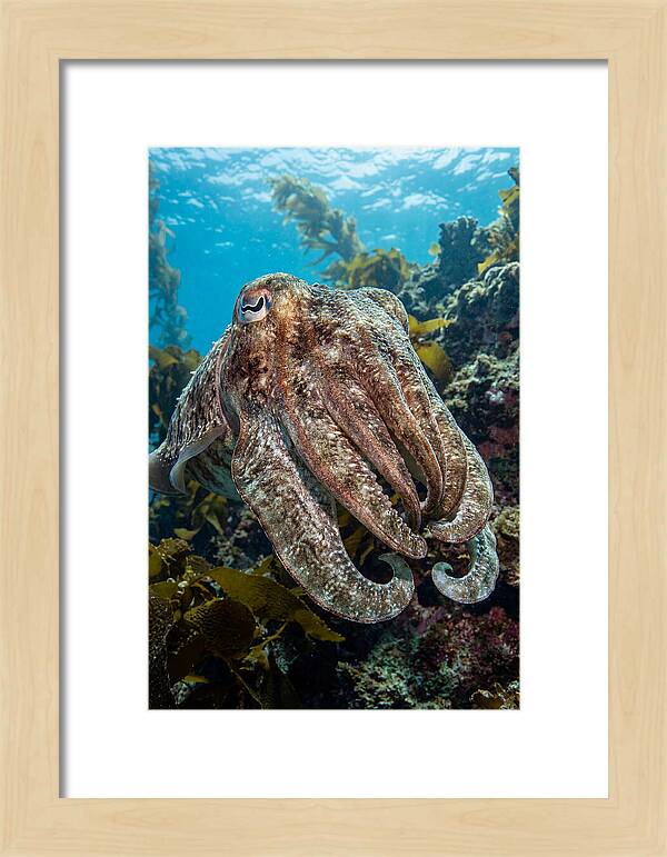 Giant Cuttlefish Encounter