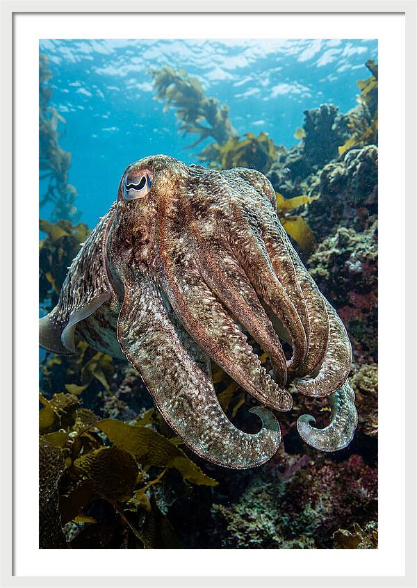 Giant Cuttlefish Encounter