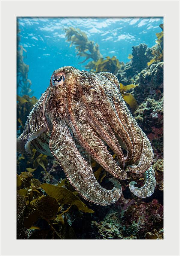 Giant Cuttlefish Encounter