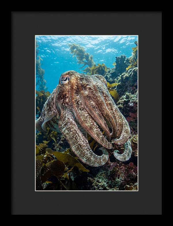 Giant Cuttlefish Encounter