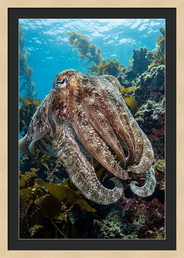 Giant Cuttlefish Encounter