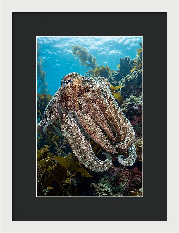 Giant Cuttlefish Encounter