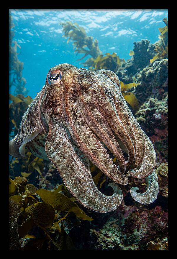 Giant Cuttlefish Encounter