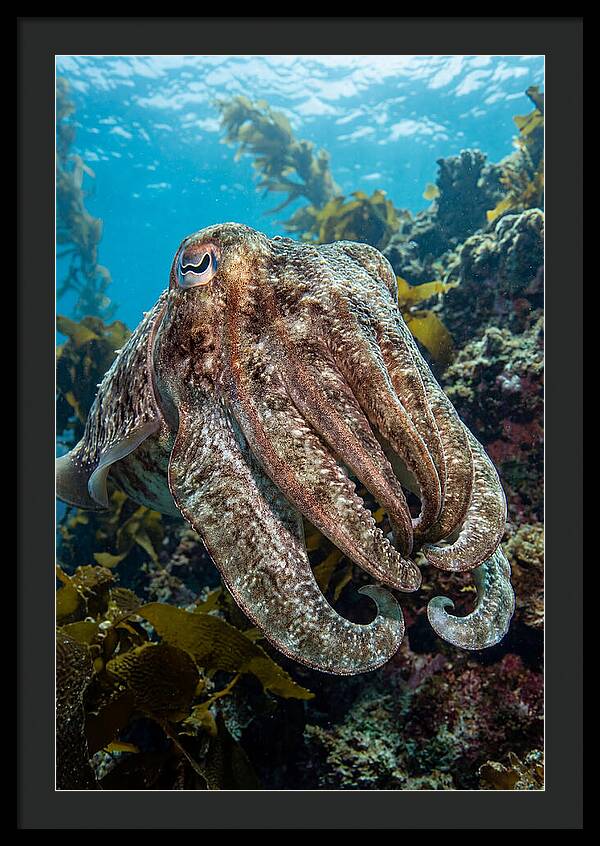 Giant Cuttlefish Encounter