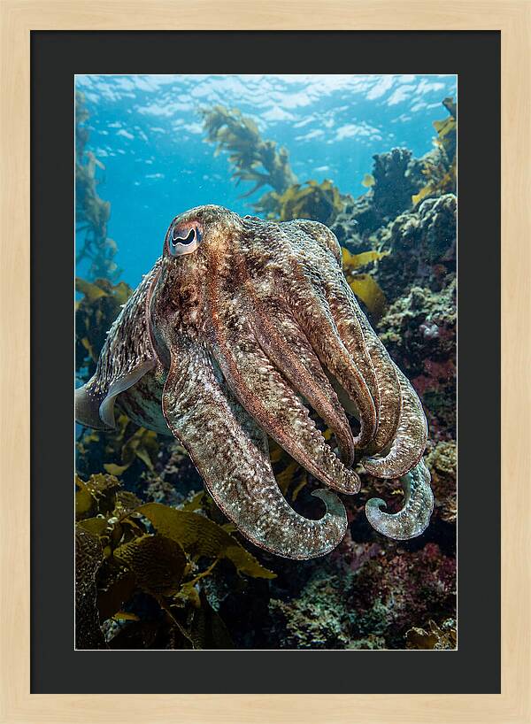 Giant Cuttlefish Encounter