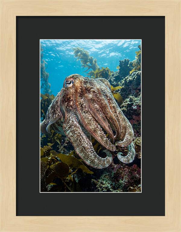 Giant Cuttlefish Encounter