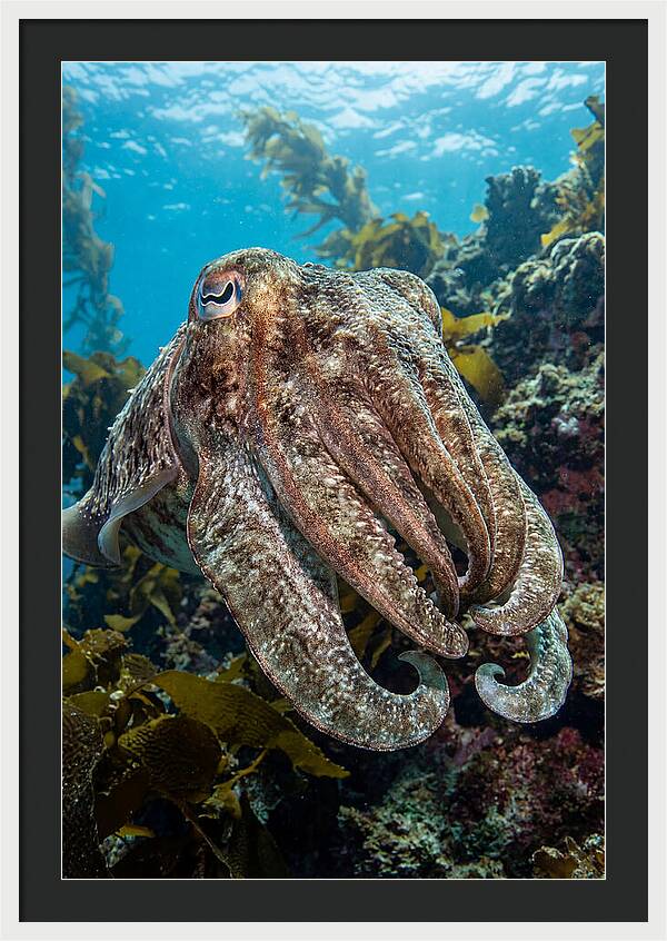 Giant Cuttlefish Encounter