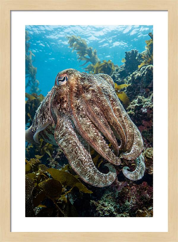 Giant Cuttlefish Encounter