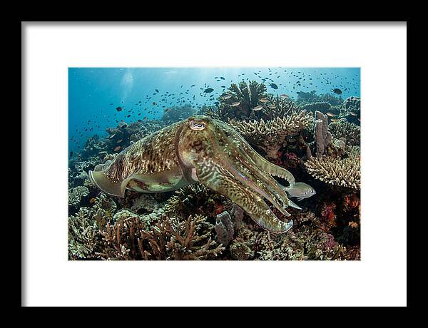 Giant Cuttlefish In Coral Reef