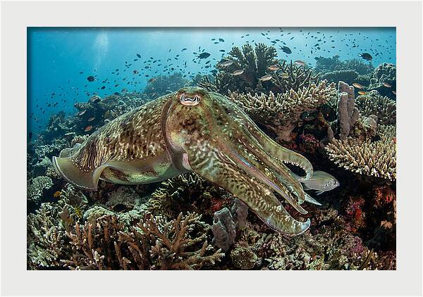 Giant Cuttlefish In Coral Reef
