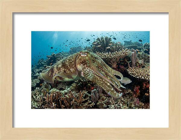 Giant Cuttlefish In Coral Reef