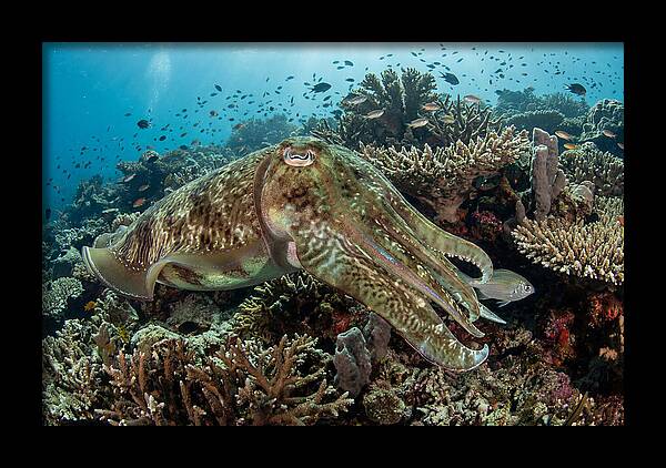 Giant Cuttlefish In Coral Reef