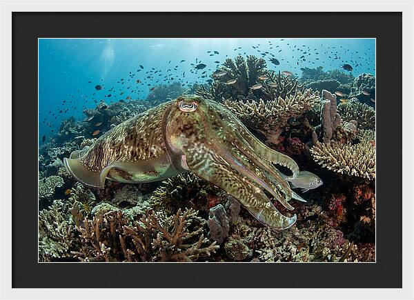 Giant Cuttlefish In Coral Reef