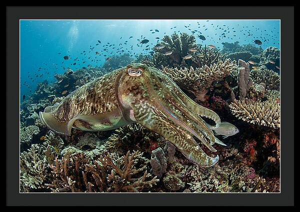 Giant Cuttlefish In Coral Reef