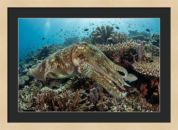 Giant Cuttlefish In Coral Reef