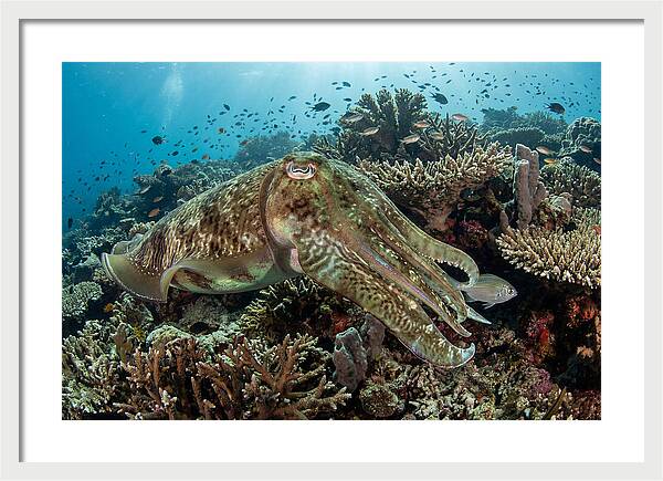 Giant Cuttlefish In Coral Reef