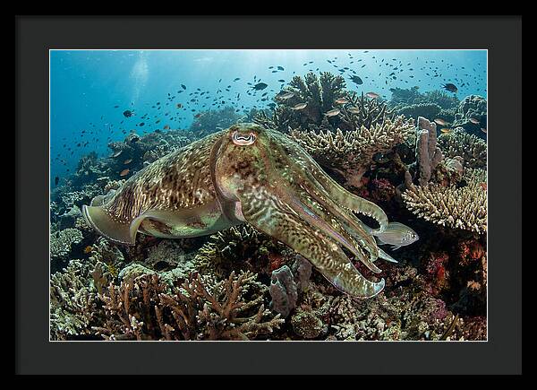 Giant Cuttlefish In Coral Reef