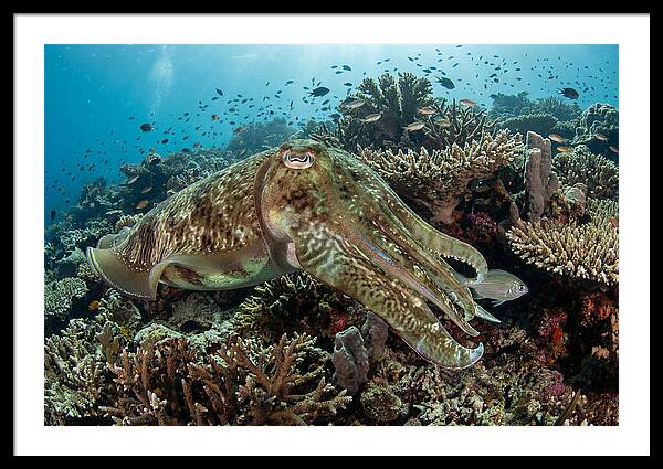 Giant Cuttlefish In Coral Reef