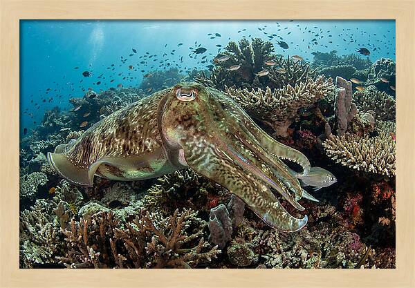Giant Cuttlefish In Coral Reef