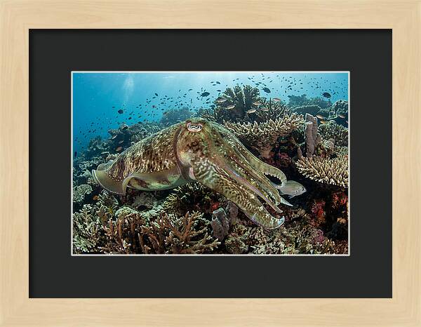 Giant Cuttlefish In Coral Reef
