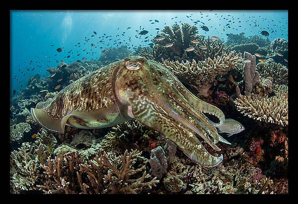 Giant Cuttlefish In Coral Reef