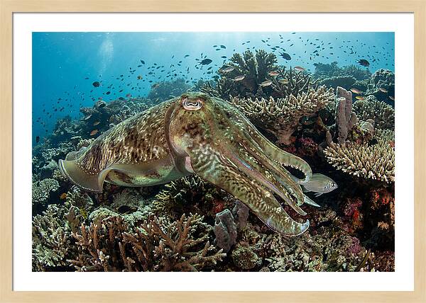Giant Cuttlefish In Coral Reef