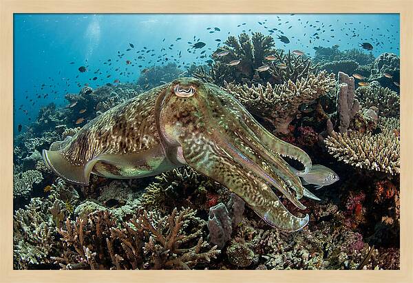 Giant Cuttlefish In Coral Reef