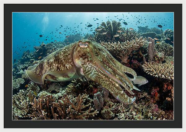 Giant Cuttlefish In Coral Reef