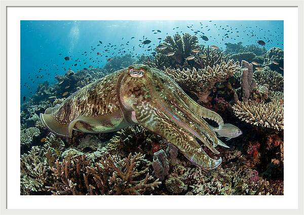 Giant Cuttlefish In Coral Reef