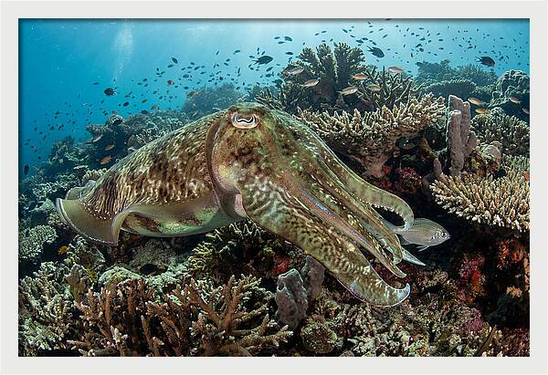 Giant Cuttlefish In Coral Reef
