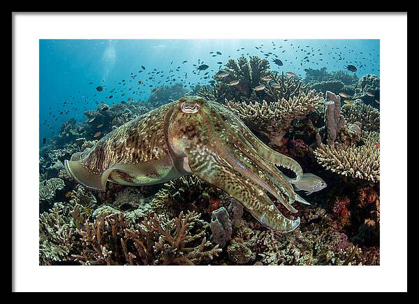 Giant Cuttlefish In Coral Reef