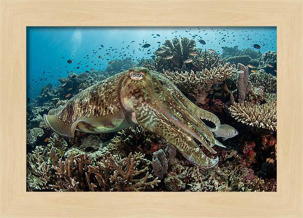 Giant Cuttlefish In Coral Reef