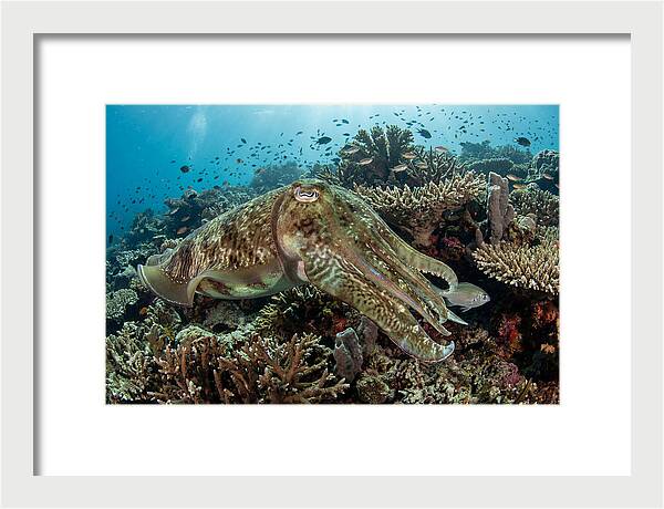 Giant Cuttlefish In Coral Reef