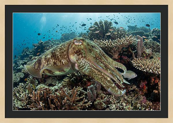 Giant Cuttlefish In Coral Reef