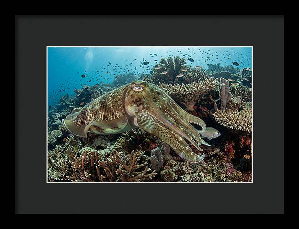 Giant Cuttlefish In Coral Reef